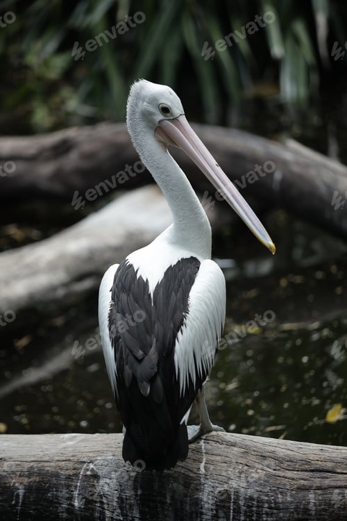 Preview: Australian Pelican Perched on Log Above Dark Wetland Water