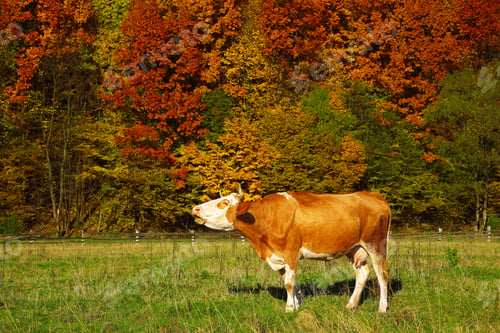 Preview: Single cow moos near colorfull Autumnal forest