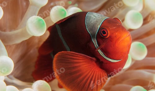 Preview: A Creative and Beautiful Indonesia underwater pictures