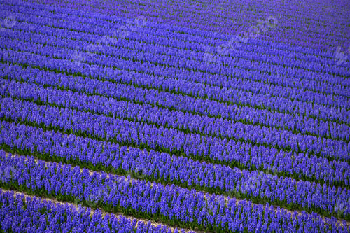 Preview: Dutch flower fields