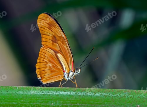 Preview: butterfly