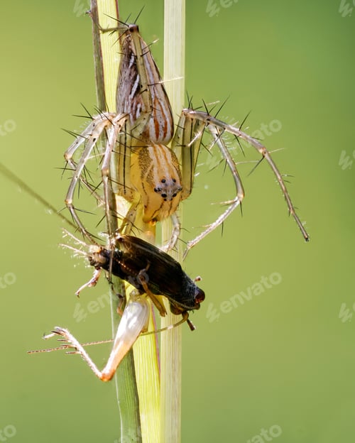 Preview: spider