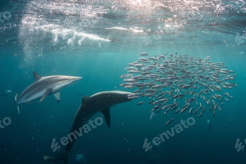 Preview: Dolphins gracefully swimming near a school of fish in the clear blue ocean