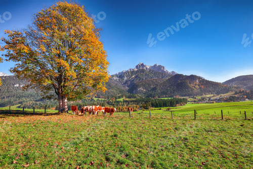 Preview: Morning view of Mitterhofen village with cows on meadow.