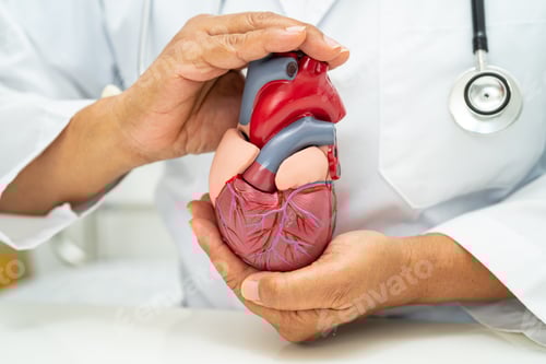 Preview: Cardiovascular disease CVD, Asian doctor holding human anatomy model for learn and treat heart