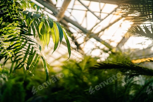 Preview: Rays of sun through palm leaves in tropical greenhouse soft focus. Plant in glasshouse. Urban jungle