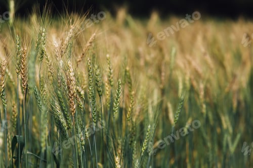 Preview: Barley Field in Sunset