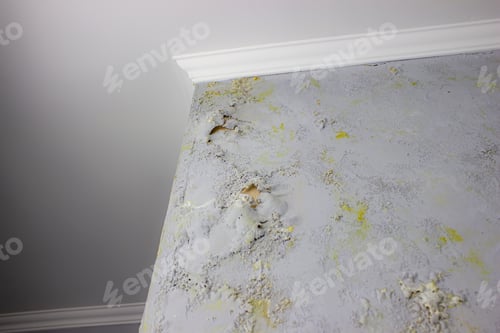 Preview: black mold on the wall. Fungus on the wall after the flooding of the house.