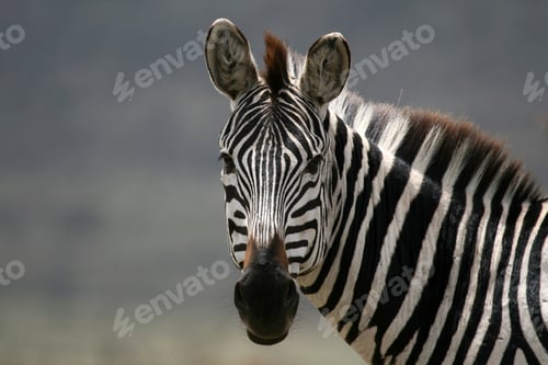 Preview: Zebra - Serengeti Safari, Tanzania, Africa