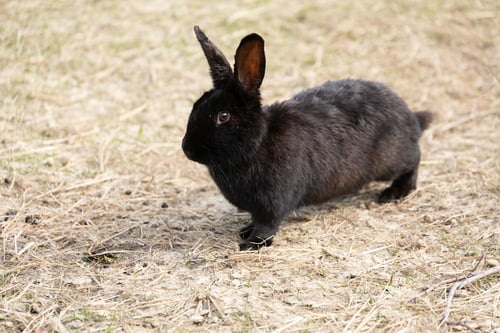 Preview: Small Black Rabbit Standing on Dry Grass Field