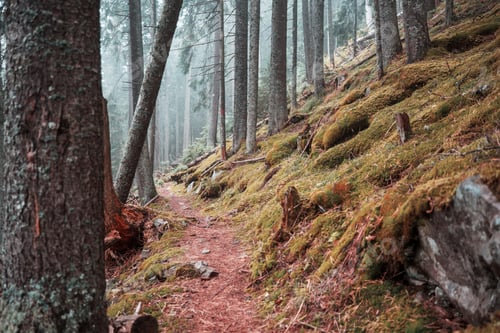 Preview: Forest