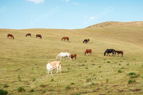 Preview: Cows and horses graze in a meadow in the mountains on a blue sky background on a sunny day