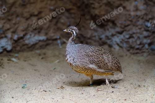 Preview: Closeup portrait of a sandgrouse, a ground-dwelling bird found in Africa and Asia.