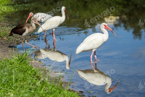 Preview: White ibises stand in water.