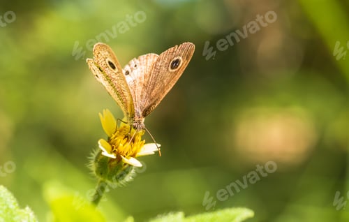 Preview: Small butterfly insect on blossom flower