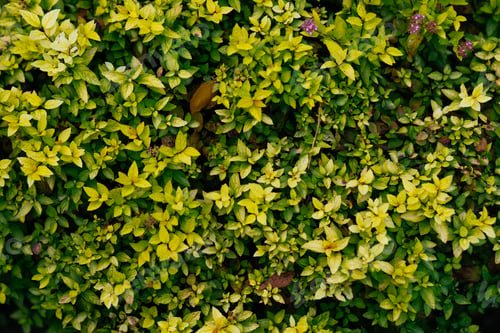 Preview: natural green leaves natural background