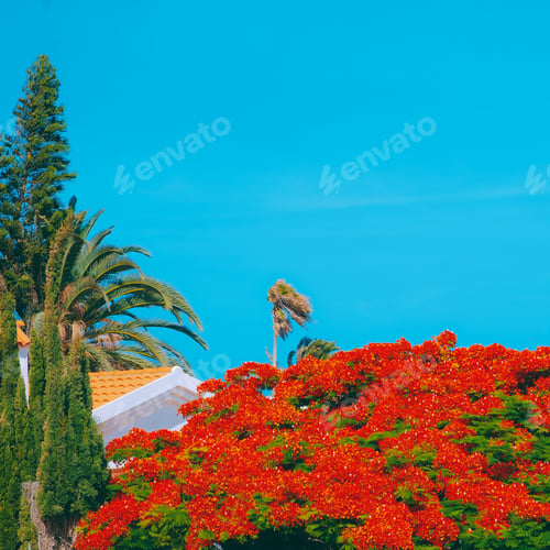 Preview: Blooming red tree. Tropical location. Canary island. Stylish Travel vacation concept