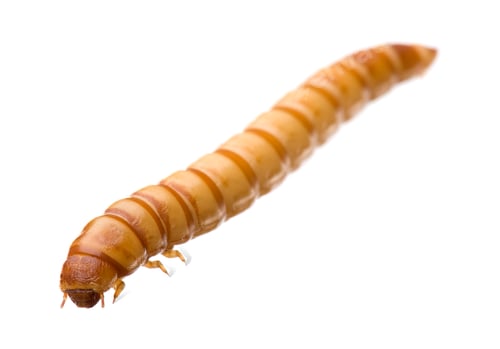 Preview: Larva of Mealworm - Tenebrio molitor