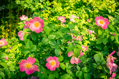 Preview: Bush of beautiful pink dog-roses in a garden