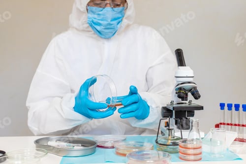 Preview: Examine bacteria in petri dishes in the laboratory. Selective focus.