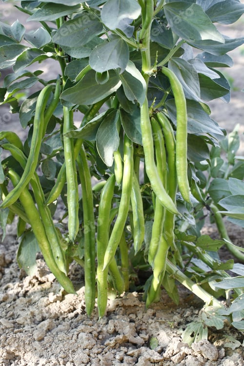 Preview: Fava beans