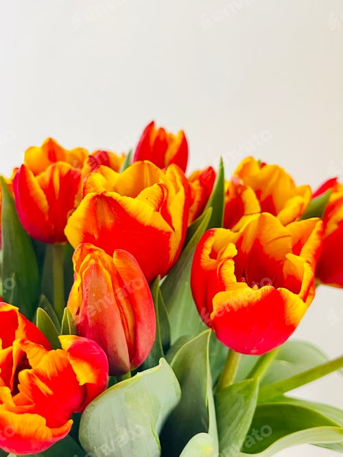 Preview: Close up fresh Tulips isolated on white background.