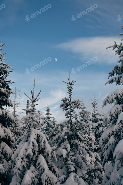 Preview: Snow covered trees against sky