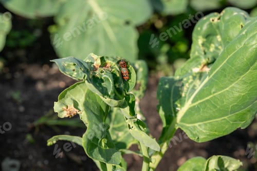 Preview: Cauliflower leaves damaged by the Pyrrhocoris apterus beetle in a garden bed. Plant diseases