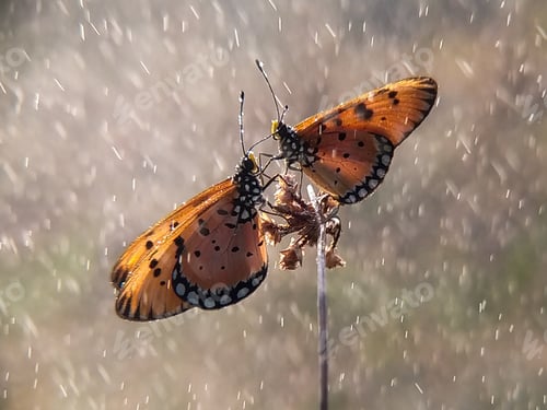 Preview: butterfly in rain