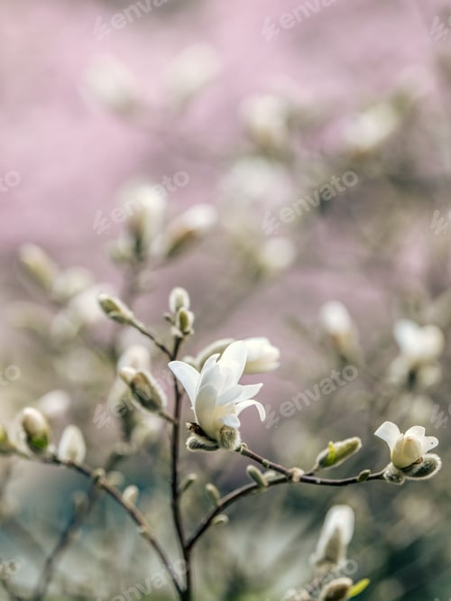 Preview: Selective focus shot of a flowering tree in the park
