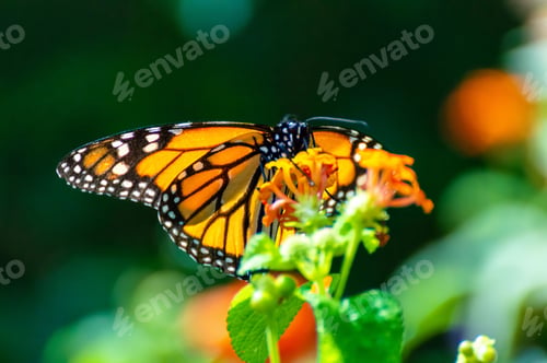 Preview: an orange and black butterfly on a green plant and some flowers