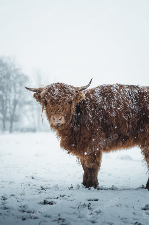 Preview: Scottish Highlander Cow Cattle covered with snow in nature 2022