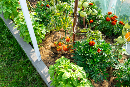 Preview: Backyard greenhouse made of foil standing on the grass behind the house, visible young tomato