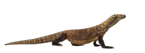 Preview: Komodo dragon monitor lizard standing isolated on white