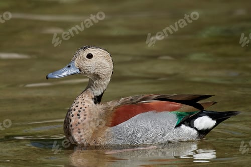 Preview: Ringed teal (Callonetta leucophrys)