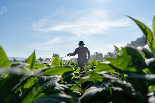 Preview: Worker Sprays Crops in Farm Field on Sunny Day