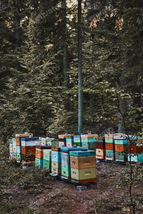 Preview: Apiary with hives in a forest natural environment. Copy space top