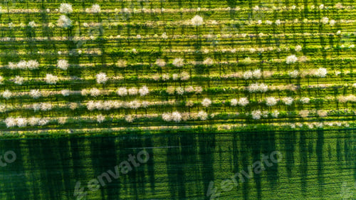 Preview: Spring blooming orchand at spring, abstract aerial drone view