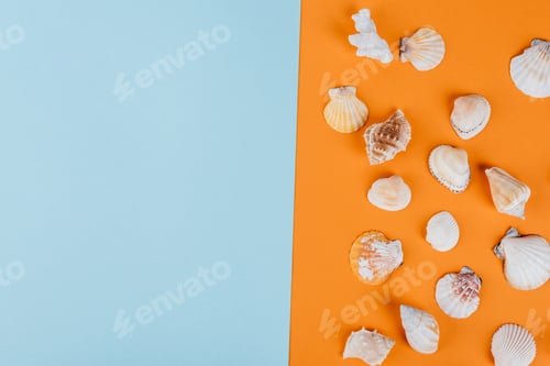 Preview: top view of seashells on orange and blue background