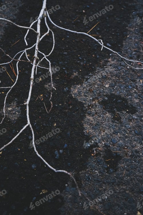 Preview: One white branch over wet and dark asphalt