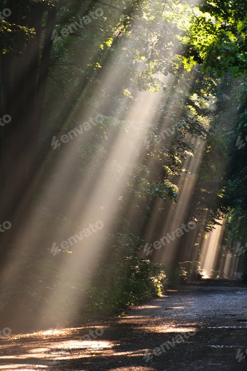 Preview: sun fog in forest