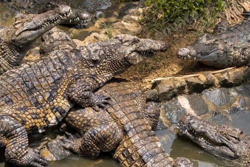 Preview: Crocodile Park on the island of Mauritius. La Vanilla Nature Park.Crocodiles
