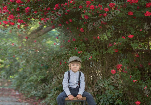 Preview: a little boy in vintage clothes walks near a rose bush