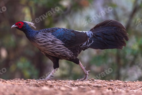 Preview: Kalij pheasant