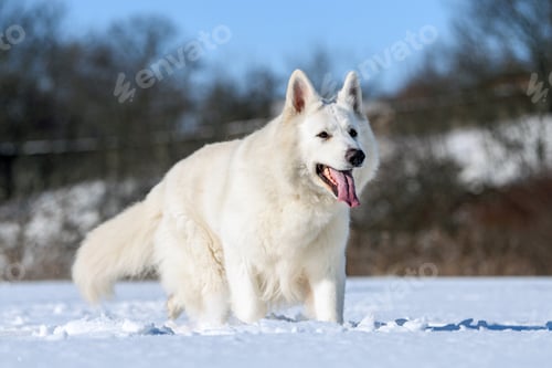 Preview: White Swiss Shepherd dog running on snow