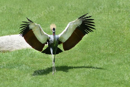 Preview: Gray crowned crane with beautifully majestic wings spread in its natural environment, dancing