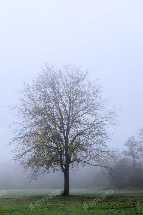 Preview: Solitary Tree in Foggy Landscape