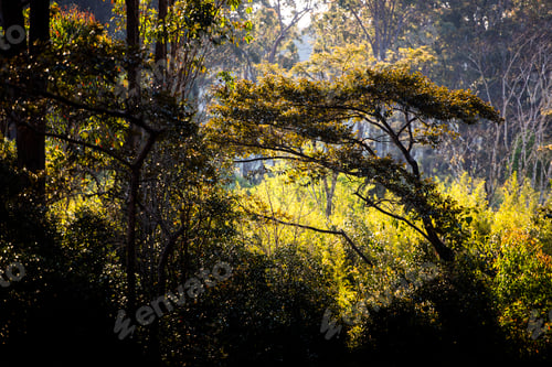 Preview: Rainforest landscape at Andasibe, Madagascar, Africa