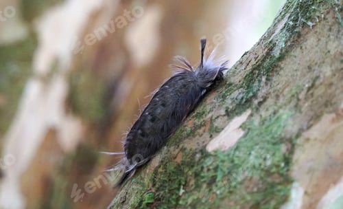 Fuzzy Caterpillar Crawling on a Tree Branch