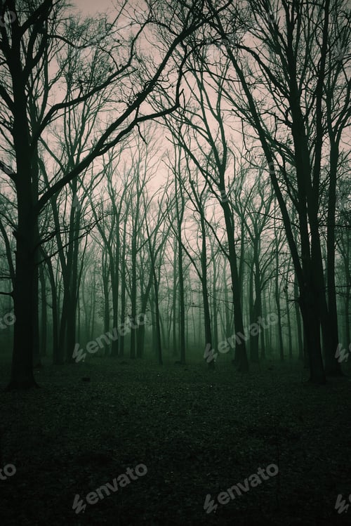 Preview: my forest..